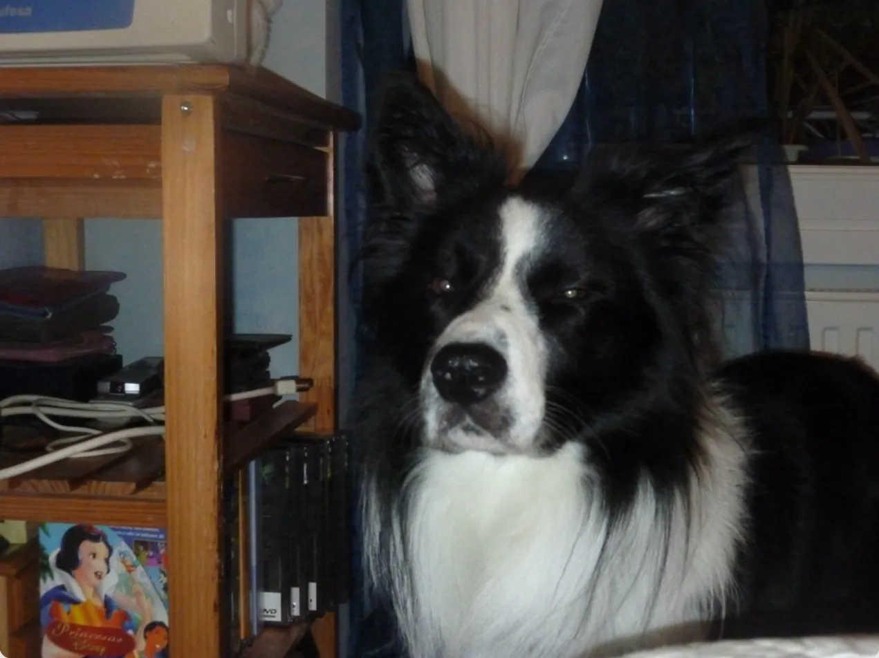 Rayo, el Border Collie de Miguel Arpón, ya adulto en casa