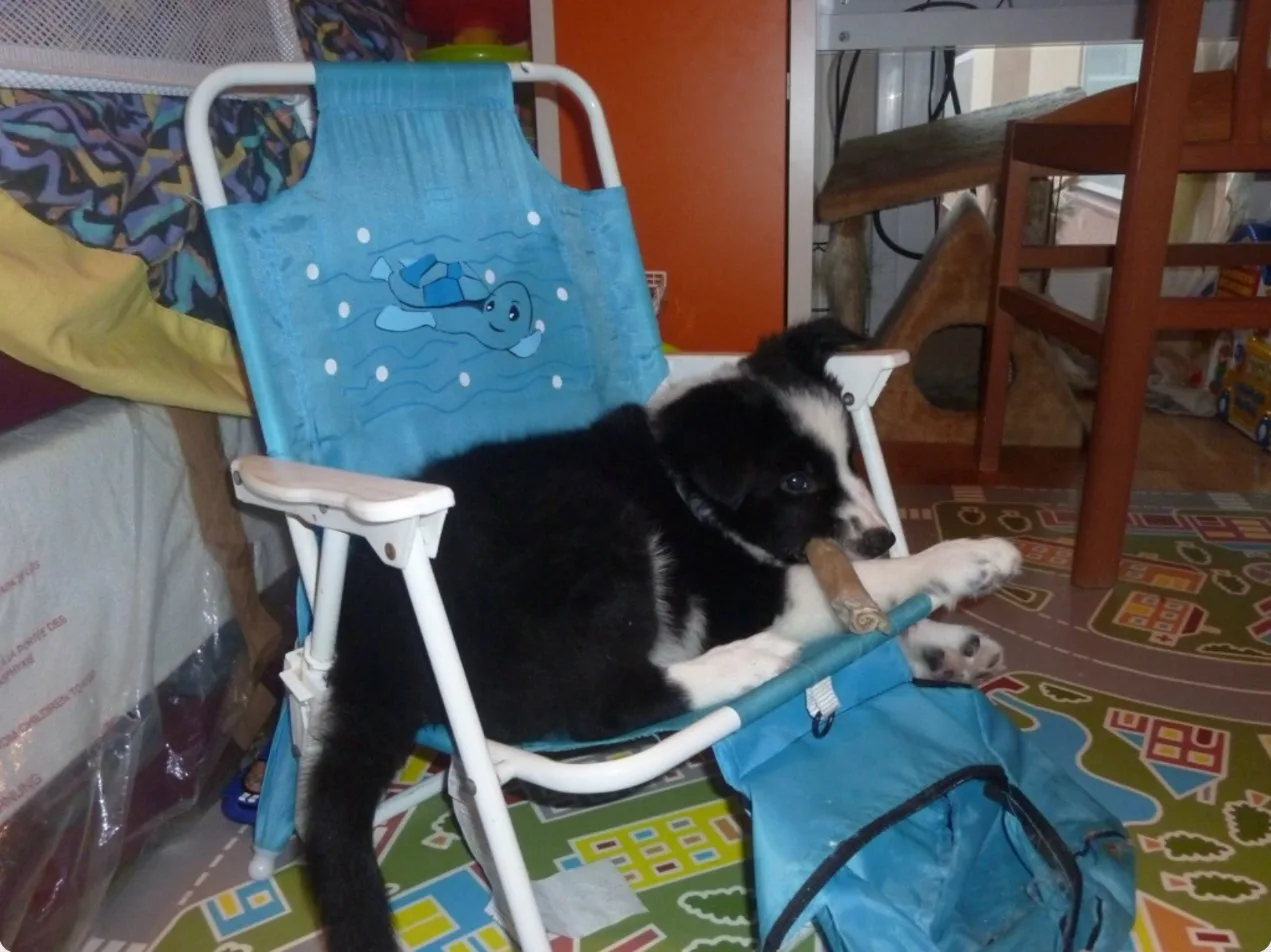 Rayo de cachorro tumbado en una silla de playa con su mordedor