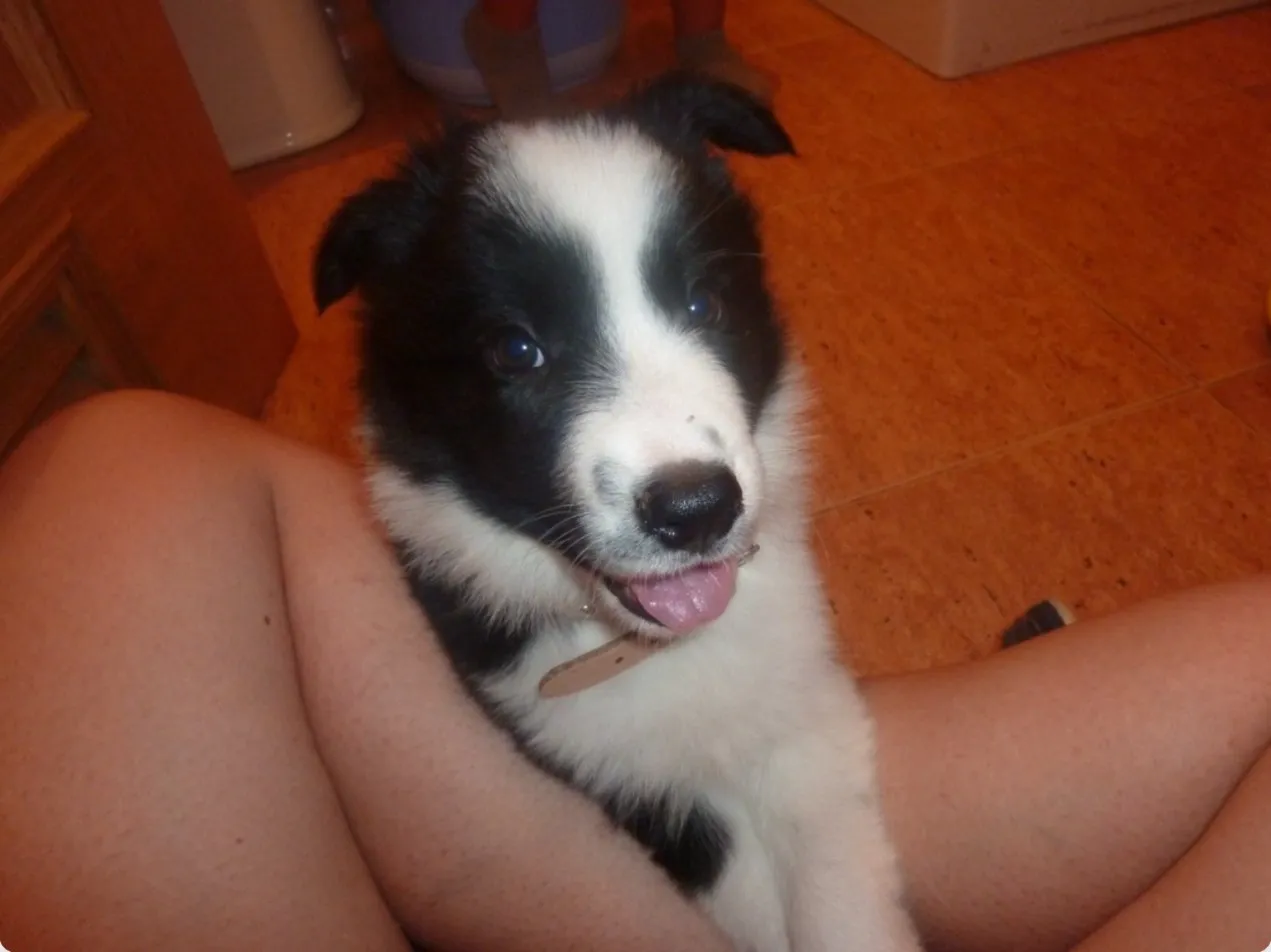 Rayo de cachorro, Border Collie blanco y negro, el día que llegó a casa
