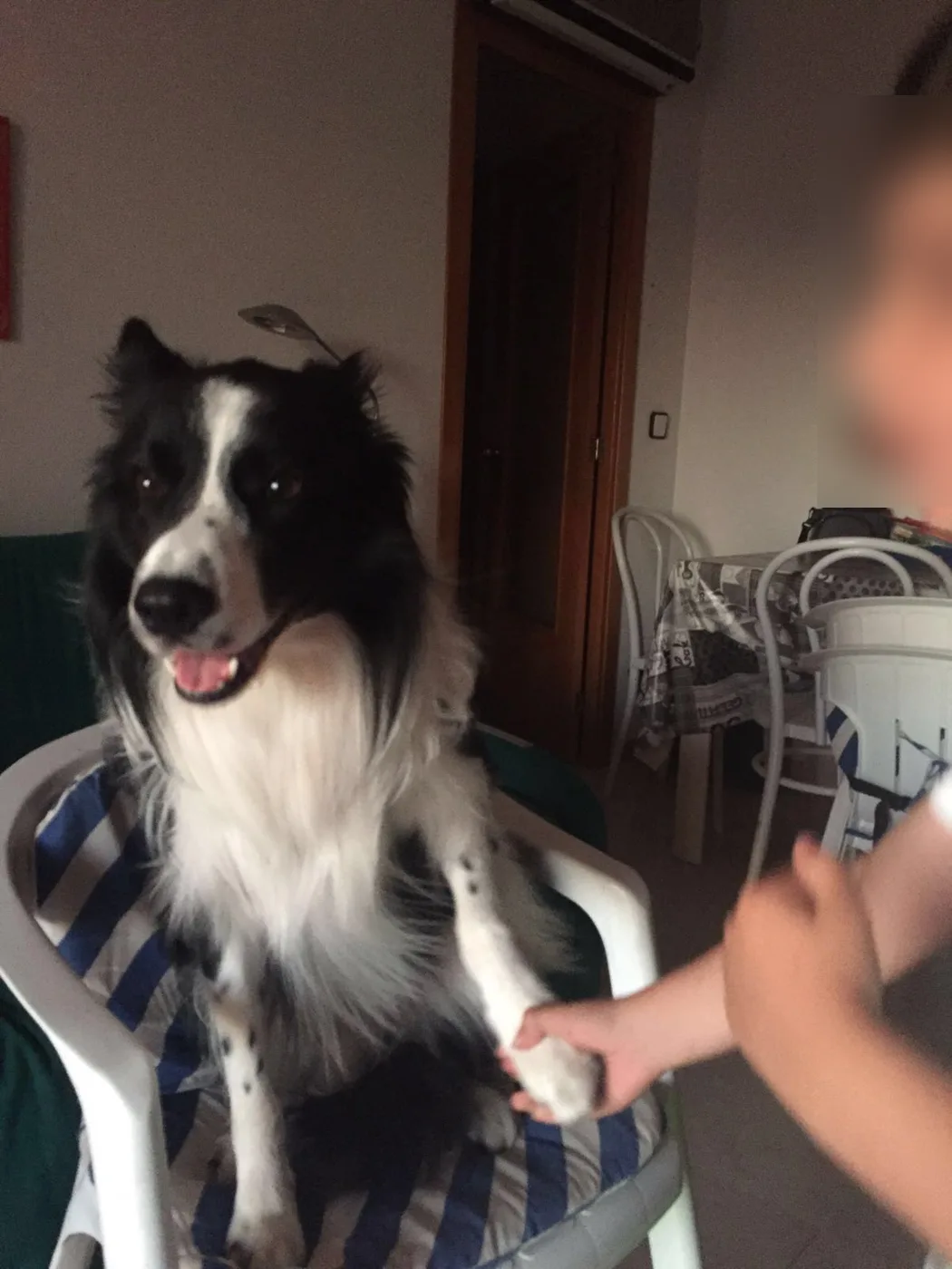 Rayo sentado en una silla dando la pata