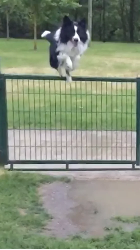 Rayo, Border Collie, saltando una valla