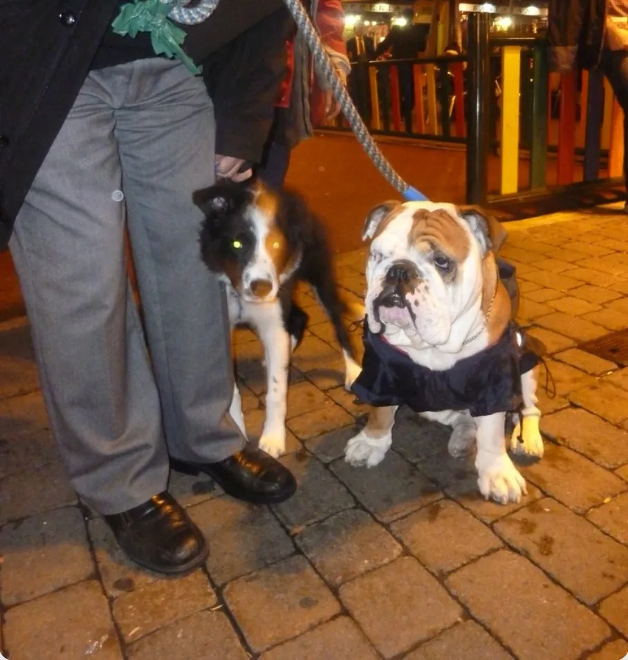 Rayo de joven junto a Hércules, un bulldog inglés con abrigo
