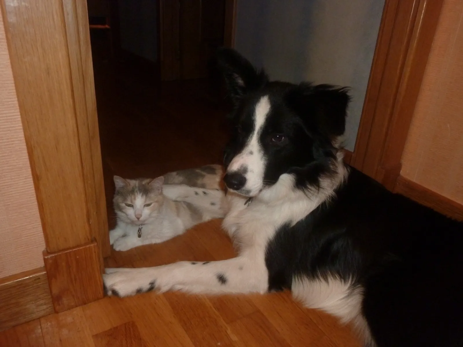 Rayo y Luna descansando en el suelo de casa