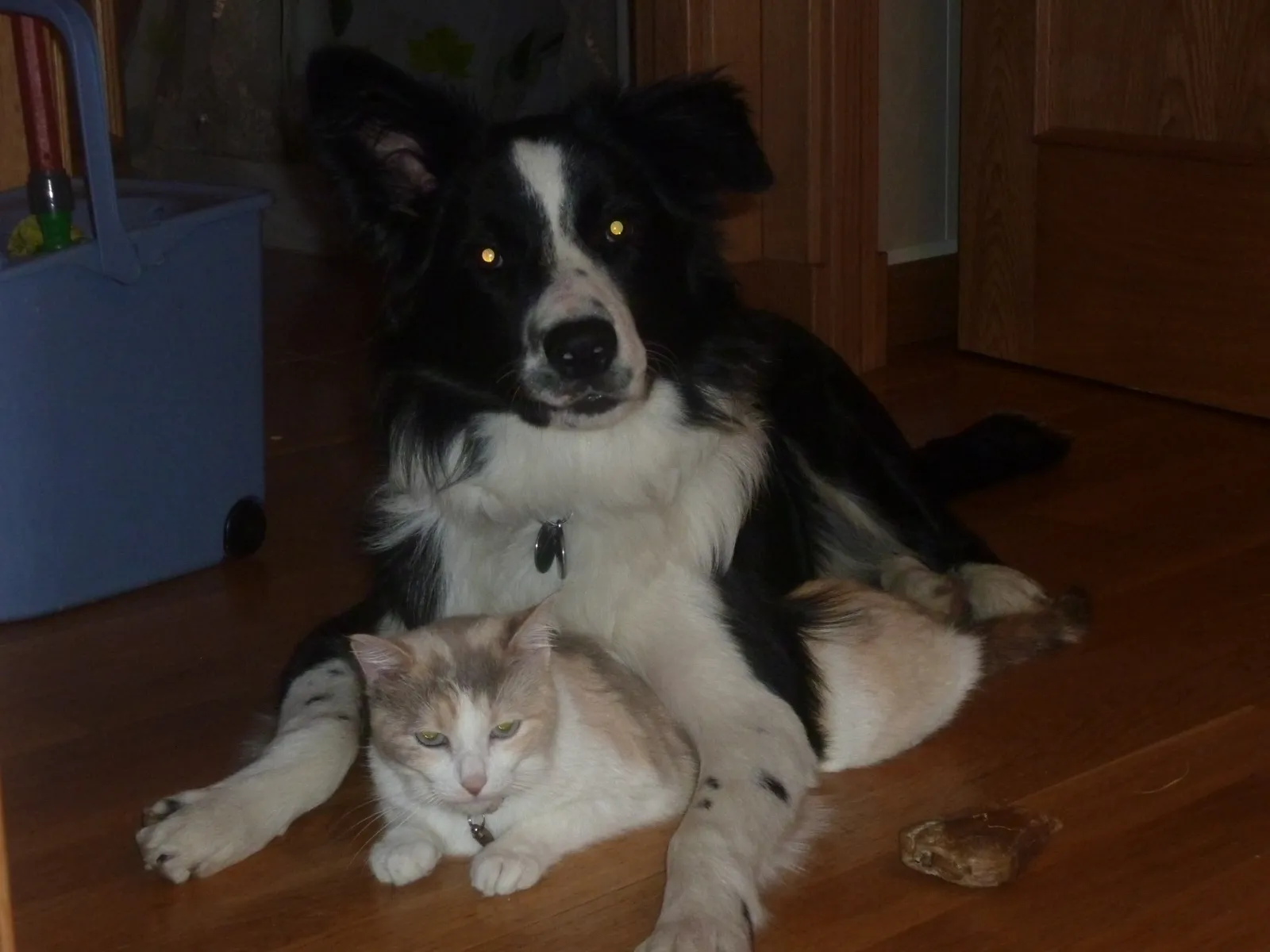 Rayo, Border Collie, tumbado junto a Luna, la gata de la familia